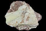 Ordovician Graptolite (Araneograptus) Plate - Morocco #126414-3